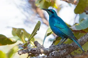 Lamprotornis Prints: Sharp-tailed Starling, Lamprotornis acuticaudus