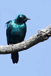 Lamprotornis Prints: Sharp-tailed Starling, Lamprotornis acuticaudus