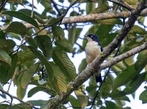 Images Dated 20th May 2014: Sharpe's Starling, Pholia sharpii