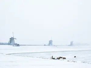 1980 Prints: Sheep in dutch winter landscape with wooden windmills
