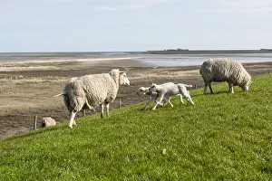 Images Dated 6th April 2007: Sheep at Texel