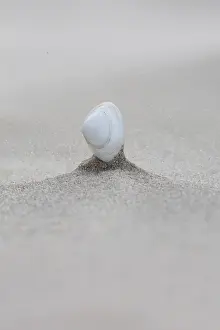 Washed Prints: Shell on beach of Terschelling
