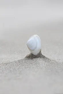 Washed Prints: Shell on beach of Terschelling