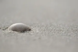 Cockle Prints: Empty shell of a Common Cockle