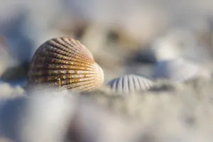 Cockle Prints: Empty shell of a Common Cockle