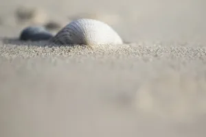 Cockle Prints: Empty shell of a Common Cockle