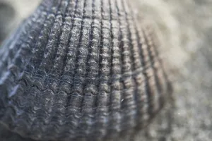 Cockle Prints: Empty shell of a Common Cockle