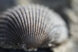 Cockle Prints: Empty shell of a Common Cockle