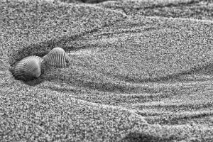 Cockle Prints: Empty shell of a Common Cockle