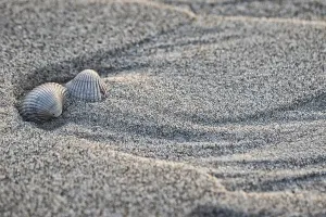 Cockle Prints: Empty shell of a Common Cockle