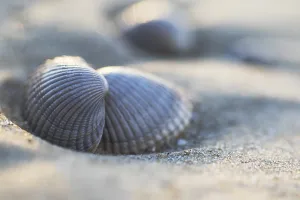 Cockle Prints: Empty shell of a Common Cockle