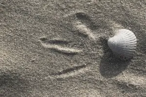 Cockle Prints: Empty shell of a Common Cockle