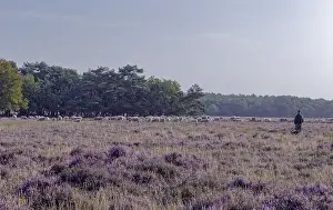 Heather Prints: Sheperd with herd of sheep