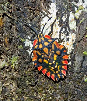 Images Dated 10th October 2012: Shield bug spec