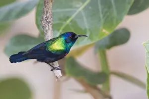 Adult Male Prints: Shining Sunbird