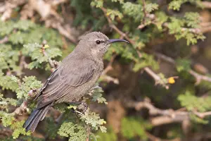 Adult Female Prints: Shining Sunbird