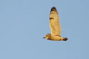 2022 Prints: Short-eared_Owl, Asio flammeus