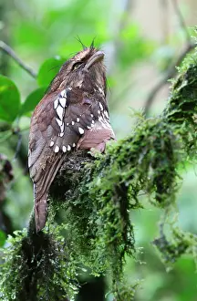 Batrachostomus Prints: Short-tailed Frogmouth, Batrachostomus poliolophus