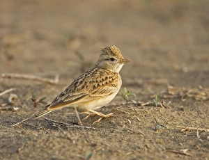 Kortteenleeuwerik Prints: Short-toed Lark, Kortteenleeuwerik, Calandrella brachydactyla