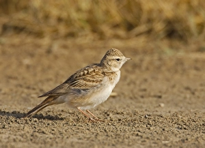 Kortteenleeuwerik Prints: Short-toed Lark, Kortteenleeuwerik, Calandrella brachydactyla