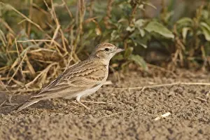 Kortteenleeuwerik Prints: Short-toed Lark, Kortteenleeuwerik, Calandrella brachydactyla