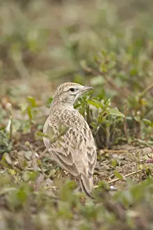 Kortteenleeuwerik Prints: Short-toed Lark, Kortteenleeuwerik, Calandrella brachydactyla