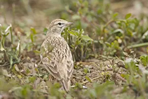 Kortteenleeuwerik Prints: Short-toed Lark, Kortteenleeuwerik, Calandrella brachydactyla