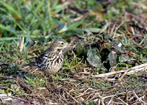 2004 Prints: Siberian Buff-bellied Pipit, Anthus rubescens japonicus