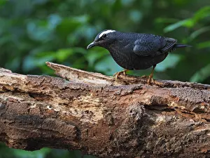2019 Prints: Siberian Thrush, Geokichla sibirica