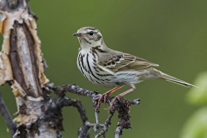 Hodgsoni Prints: Siberische Boompieper; Olive-backed Pipit, Anthus hodgsoni yunna