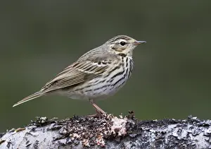 Hodgsoni Prints: Siberische Boompieper, Olive-backed Pipit, Anthus hodgsoni yunnanensis