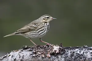 Boompieper Prints: Siberische Boompieper, Olive-backed Pipit, Anthus hodgsoni yunnanensis
