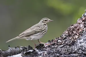 Boompieper Prints: Siberische Boompieper, Olive-backed Pipit, Anthus hodgsoni yunnanensis