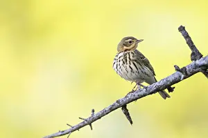 Boompieper Prints: Siberische Boompieper, Olive-backed Pipit, Anthus hodgsoni yunnanensis