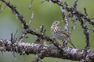 Boompieper Prints: Siberische Boompieper, Olive-backed Pipit, Anthus hodgsoni yunnanensis
