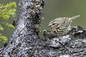 Boompieper Prints: Siberische Boompieper, Olive-backed Pipit, Anthus hodgsoni yunnanensis
