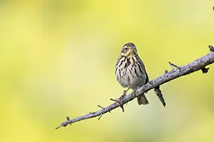Boompieper Prints: Siberische Boompieper, Olive-backed Pipit, Anthus hodgsoni yunnanensis