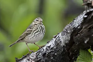 Boompieper Prints: Siberische Boompieper, Olive-backed Pipit, Anthus hodgsoni yunnanensis