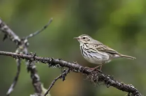 Boompieper Prints: Siberische Boompieper, Olive-backed Pipit, Anthus hodgsoni yunnanensis
