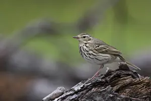 Boompieper Prints: Siberische Boompieper, Olive-backed Pipit, Anthus hodgsoni yunnanensis