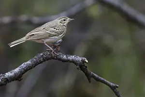 Boompieper Prints: Siberische Boompieper, Olive-backed Pipit, Anthus hodgsoni yunnanensis