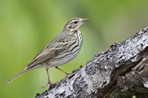 Boompieper Prints: Siberische Boompieper, Olive-backed Pipit, Anthus hodgsoni yunnanensis