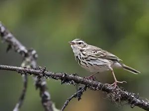 Boompieper Prints: Siberische Boompieper, Olive-backed Pipit, Anthus hodgsoni yunnanensis