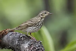 Boompieper Prints: Siberische Boompieper, Olive-backed Pipit, Anthus hodgsoni yunnanensis