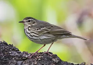 Boompieper Prints: Siberische Boompieper, Olive-backed Pipit, Anthus hodgsoni yunnanensis