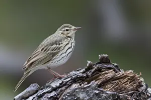 Boompieper Prints: Siberische Boompieper, Olive-backed Pipit, Anthus hodgsoni yunnanensis
