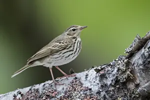 Boompieper Prints: Siberische Boompieper, Olive-backed Pipit, Anthus hodgsoni yunnanensis