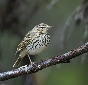 Boompieper Prints: Siberische Boompieper, Olive-backed Pipit, Anthus hodgsoni yunnanensis