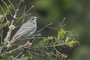 Boompieper Prints: Siberische Boompieper, Olive-backed Pipit, Anthus hodgsoni yunnanensis