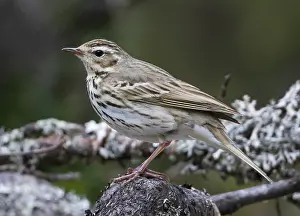 Boompieper Prints: Siberische Boompieper, Olive-backed Pipit, Anthus hodgsoni yunnanensis